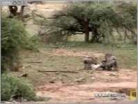 image of warthog