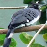 image of bird