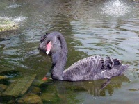 image of black_swan