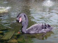 image of black_swan #18