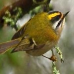 image of bird