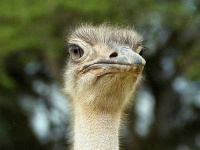 image of ostrich