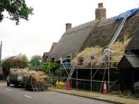 image of thatch