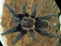 image of tarantula