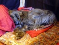 image of afghan_hound #25