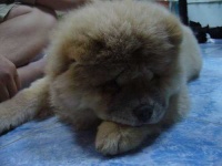 image of chow