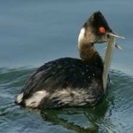 image of bird