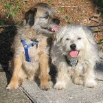 image of border_terrier