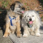 image of border_terrier #9