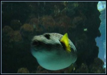 image of puffer