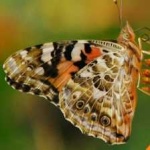 image of painted_butterfly #38