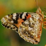 image of animal