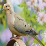 image of bird