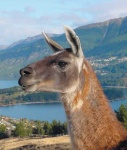 image of llama