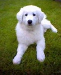 image of kuvasz