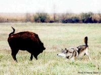 image of bison