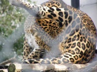 image of jaguar_car