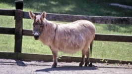 image of donkey #5