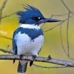 image of belted_kingfisher #32