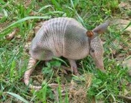 image of armadillo #7