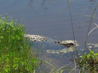 image of american_alligator