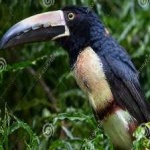 image of bird