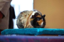 image of guinea_pig