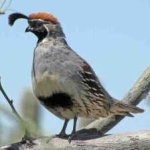 image of bird