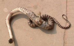 image of snake #20