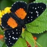 image of animal