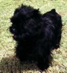 image of affenpinscher