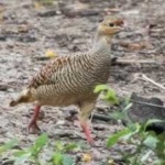 image of black_francolin #19