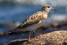 image of ruddy_turnstone