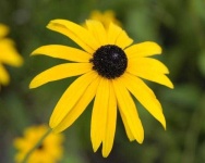 image of flower