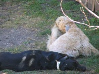 image of soft_coated_wheaten_terrier