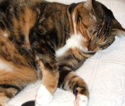 image of tiger_cat