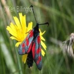 image of animal