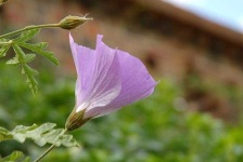 image of flower