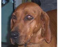 image of redbone