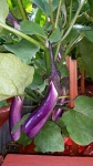image of eggplant #4
