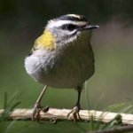 image of bird