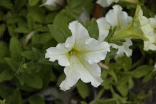 image of petunia #33