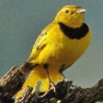 image of bird