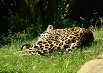 image of jaguar_car