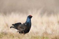 image of black_grouse #5