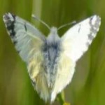 image of animal