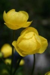 image of flower