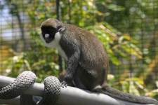 image of guenon