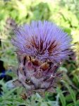 image of artichoke_flower #20