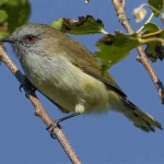 image of warbler